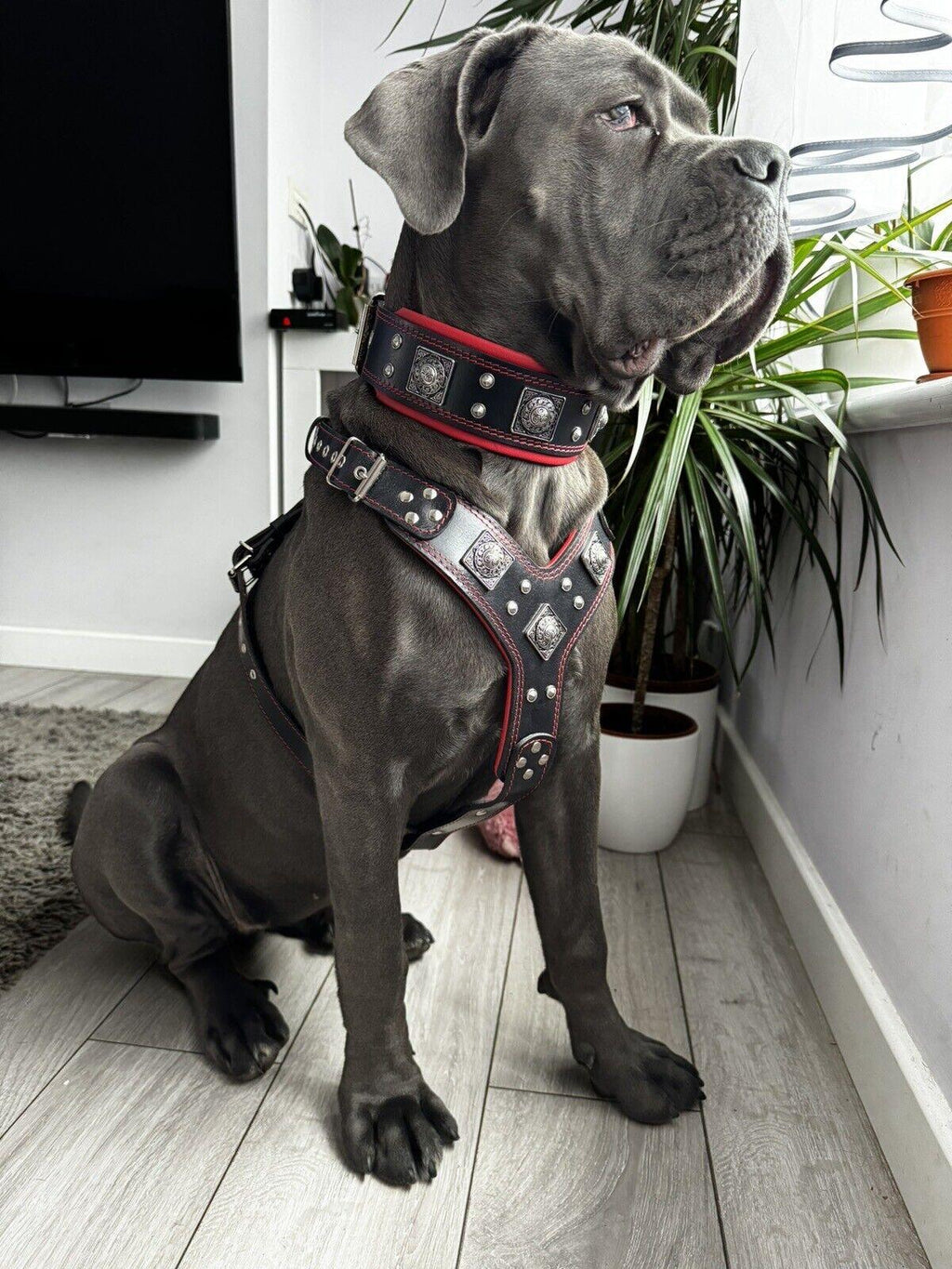 „EROS“ BIG Dog Set – Geschirr, Halsband & Leine – Schwarz & Rot