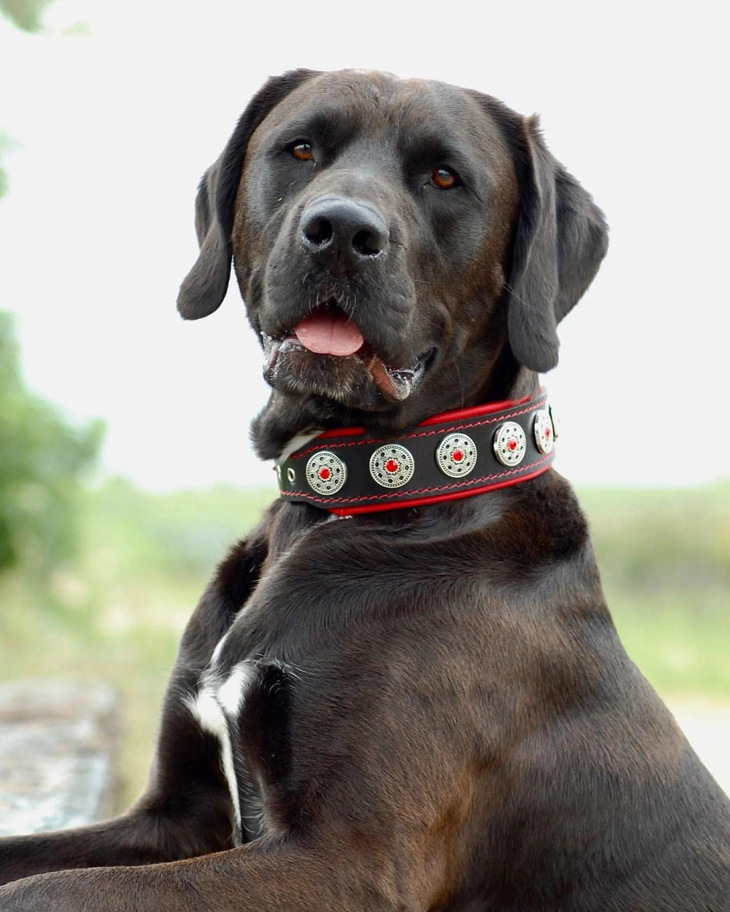 „Bijou“ Halsband Schwarz & Rot