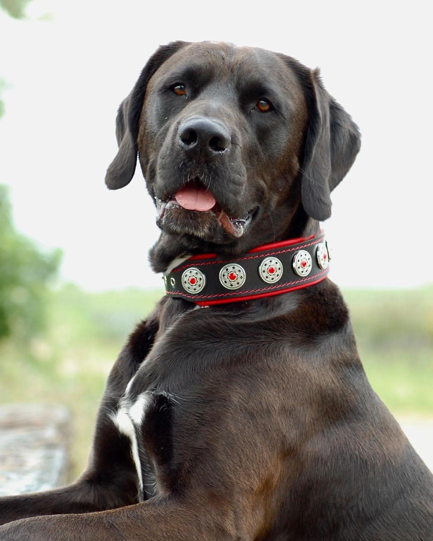 „Bijou“ Halsband Schwarz & Rot