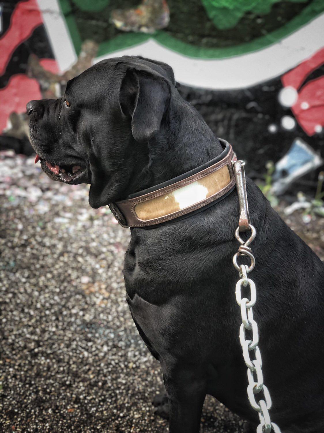 "Buffalo" Halsband