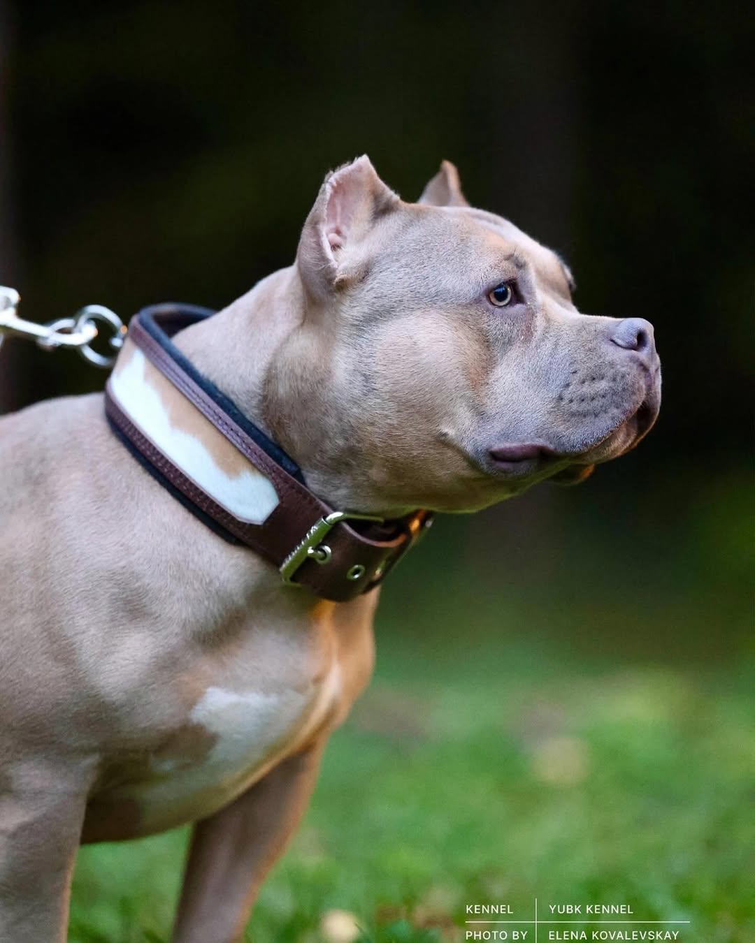 "Buffalo" Halsband
