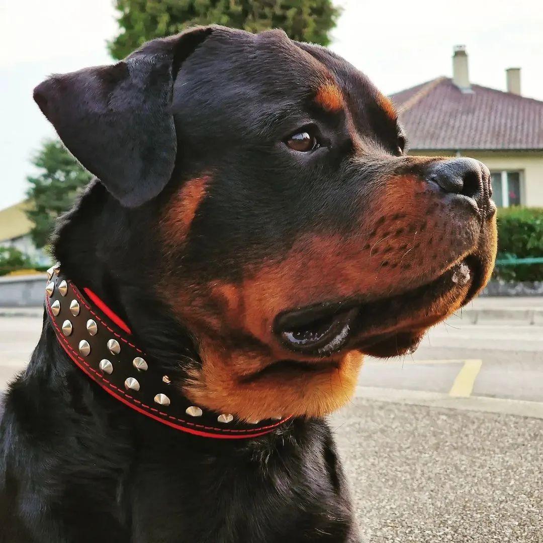 "Boston" Halsband