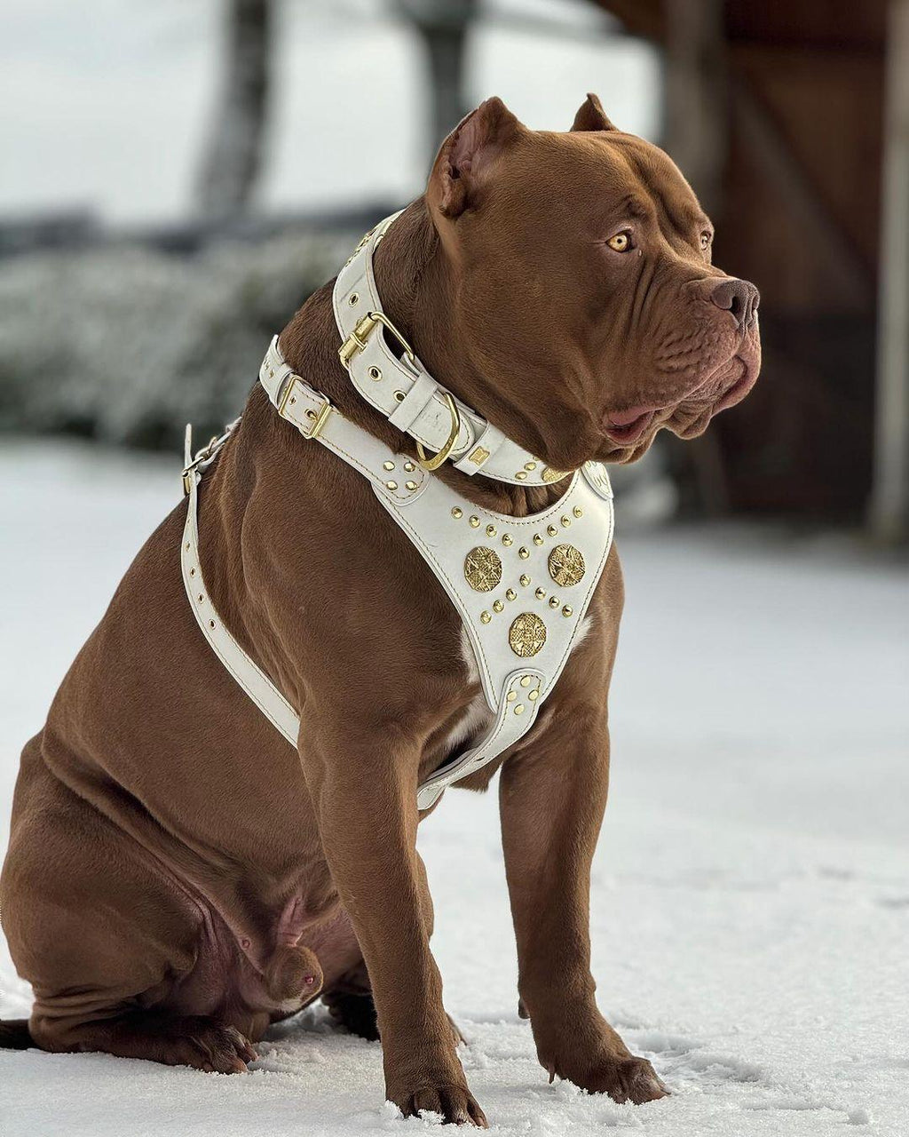 “Maximus White” Hunde-Set für große Hunde – Geschirr, Halsband & Leine mit Messingnieten